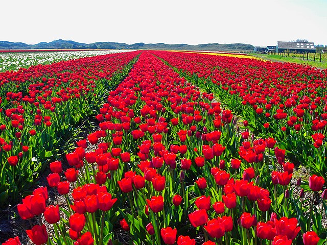 Texel Rommelpot Tulips View West.