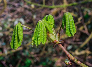 Close up of chestnut tree branch at De Famberhorst in the Netherlands