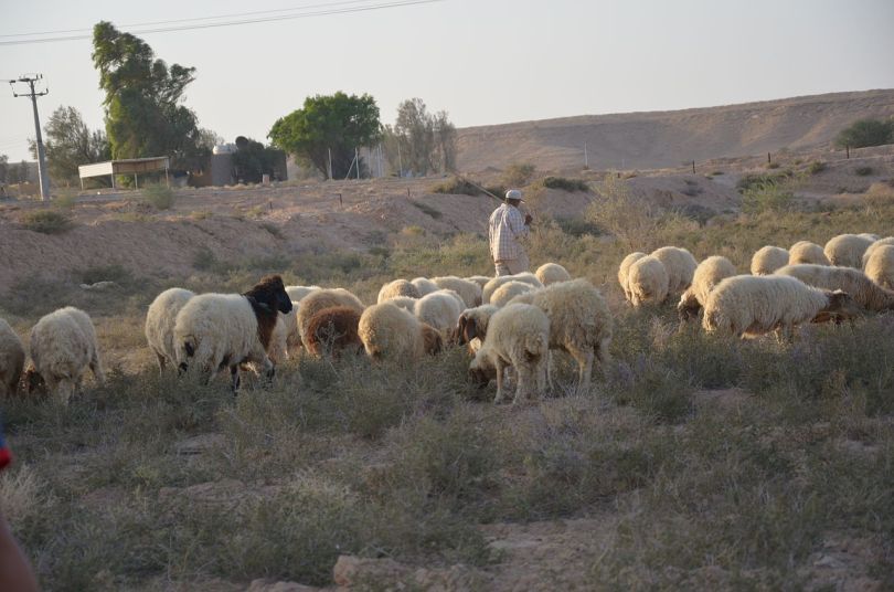 Shepherd and sheep in Saudi Arabia