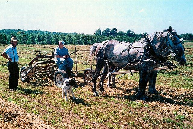 Amish family, Lyndenville, New York. Public domain.